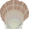 ホタテガイ（帆立貝）のイラスト