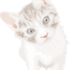 鋭い目つきが可愛い子猫のイラスト
