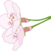 花柄の付いた桜の花のイラスト