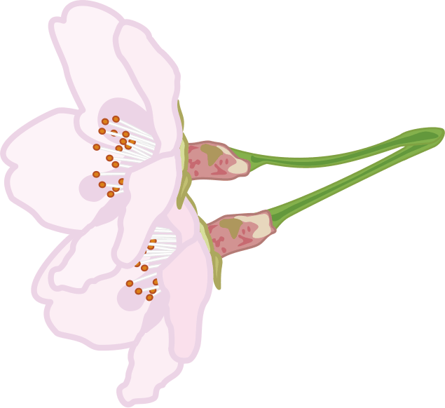 花柄の付いた桜の花のイラスト