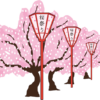 桜祭りを彩るぼんぼりのイラスト