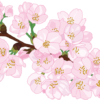 花が咲いている桜の枝のイラスト