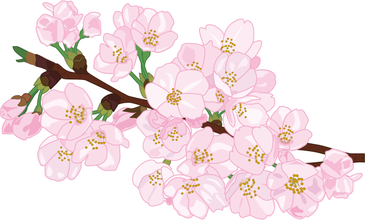 花が咲いている桜の枝のイラスト