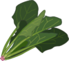 緑黄色野菜の代表的な存在であるホウレンソウのイラスト