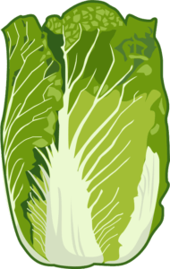 冬の野菜として好まれているハクサイのイラスト