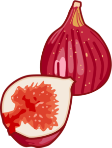 熟れて甘みが増したイチジクのイラスト