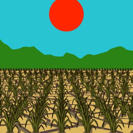 雨不足で干上がってしまった水田のイラスト