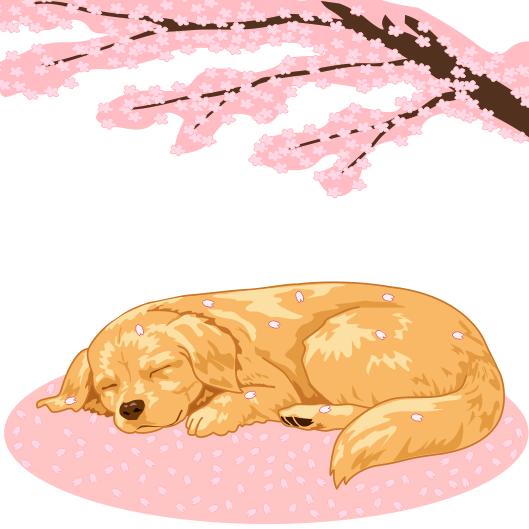桜の絨毯の上で昼寝をしているゴールデンリトリバーのイラスト
