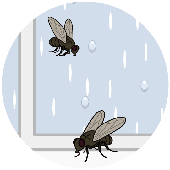 雨降りの窓辺を飛び回るうるさい蠅のイラスト