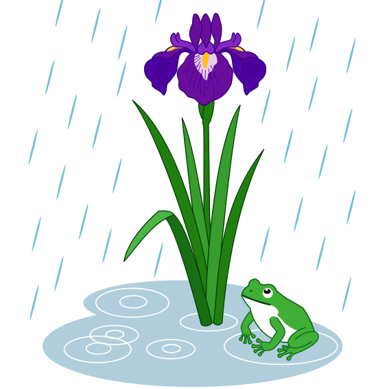 梅雨の雨に咲く花しょうぶと、水たまりの蛙のイラスト