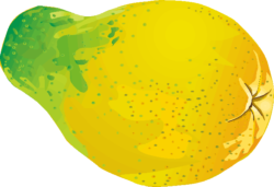 アボカドのイラスト