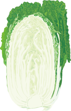 白菜