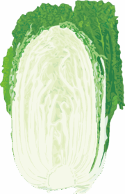 白菜