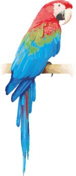 ベニコンゴウインコ