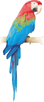 ベニコンゴウインコ