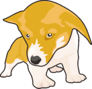 可愛いコーギーの子犬