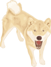 吠えている若い柴犬のイラスト