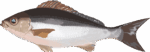 イサキ