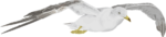 カモメ 翼を広げて飛んでいるカモメのイラスト