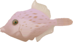 とぼけた顔のカワハギのイラスト