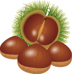 栗 熟れてイガから出た栗のイラスト