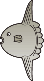 ユーモラスなマンボウのイラスト