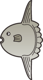 マンボウ ユーモラスなマンボウのイラスト