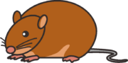 ネズミ じっと様子をうかがっているネズミのイラスト