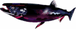 カラフルなサケのイラスト