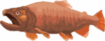 サクラマス