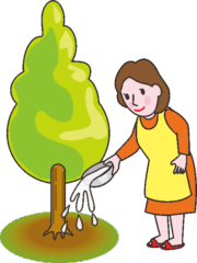 庭木の根元にお米のとぎ汁を注ぐ お米のとぎ汁を庭木の根元に注いでいる賢い主婦のイラスト