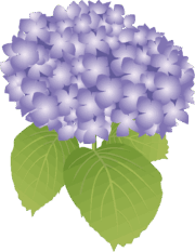アジサイ