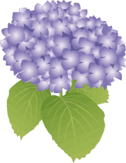 アジサイ