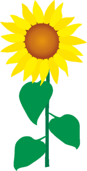 ひまわりの花
