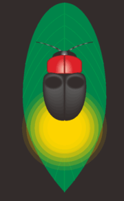 草の葉に止まって光っているホタルのイラスト