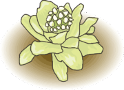 フキノトウ 春を告げるフキノトウのイラスト