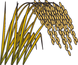 稲穂 実った稲穂のイラスト