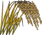 実った稲穂のイラスト