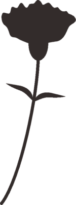 カーネーション