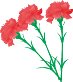 3本のカーネーションのイラスト