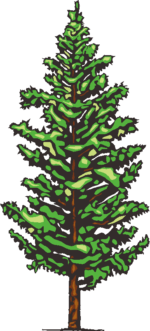 カラマツのイラスト