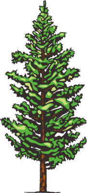 カラマツのイラスト