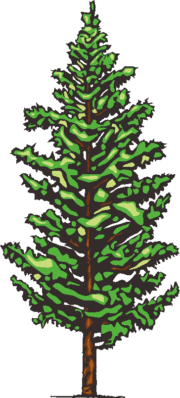 カラマツのイラスト