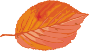 紅葉の落葉のイラスト