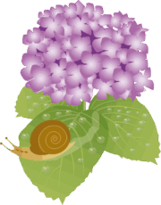 紫陽花とカタツムリ