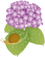 紫陽花とカタツムリ