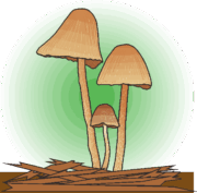 キノコ