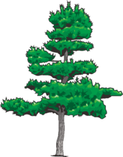 松 見栄えのする松の木のイラスト