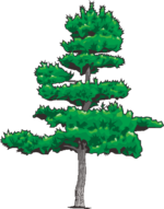 松 見栄えのする松の木のイラスト