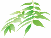 若葉
